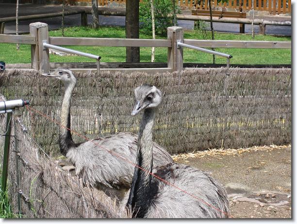 Diapositiva siguiente